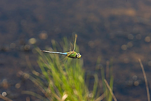 普通,绿色,绿蜻蜓,帝王晏蜓,飞行,上方,湿地