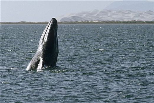 灰鲸,泻湖,北下加利福尼亚州,墨西哥