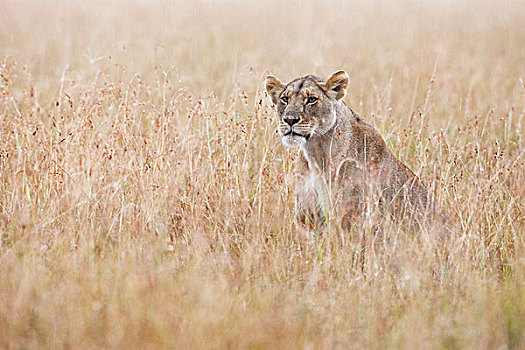 雌狮,狮子,雨,马赛马拉国家保护区,肯尼亚,非洲