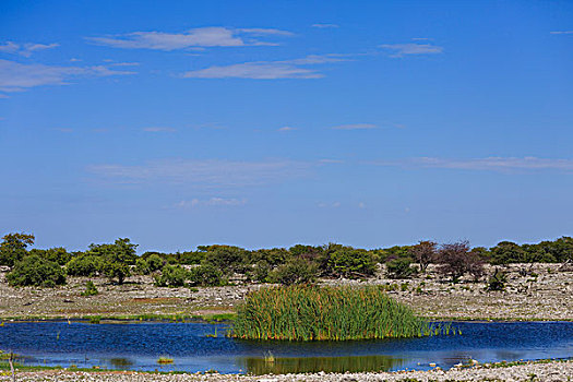 水坑,埃托沙国家公园,纳米比亚,非洲