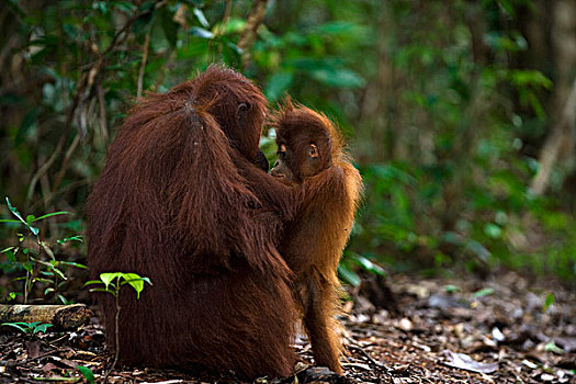 猩猩,黑猩猩,女性,檀中埠廷国立公园,婆罗洲,马来西亚,印度尼西亚