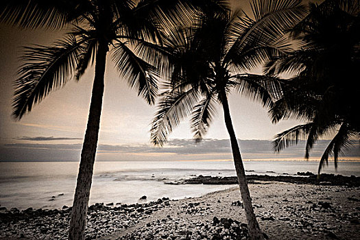 椰树,海浪,黄昏,夏威夷,美国,大幅,尺寸