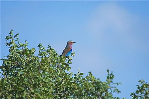 仰视,紫胸佛法僧鸟,紫胸佛法僧,栖息,上面,禁猎区,南非