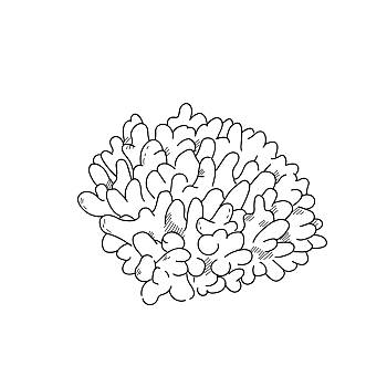 海葵,素描,插画,设计