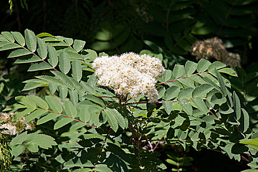 花,花楸,树