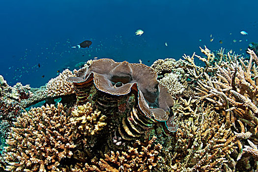 巨蛤,珊瑚礁,多样,桌面珊瑚,珊瑚,印度洋,南马累环礁,马尔代夫,亚洲