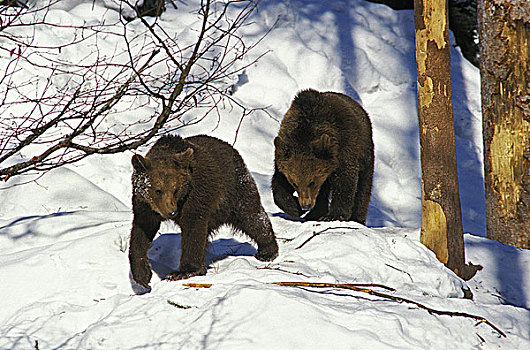 棕熊,幼兽,走,雪
