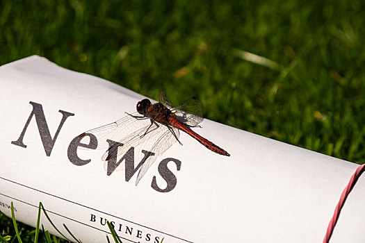 蜻蜓,报纸