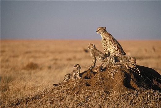 印度豹,猎豹,母兽,幼兽,休息,蚁丘,塞伦盖蒂,坦桑尼亚