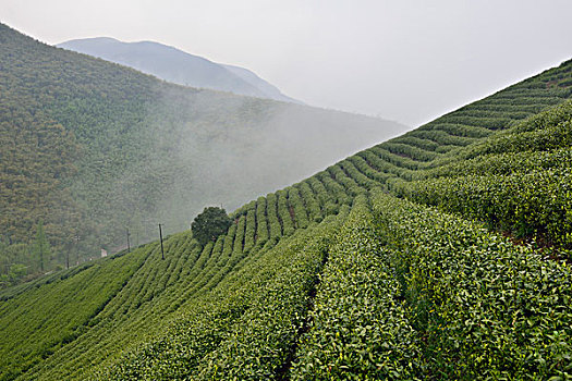 茶山