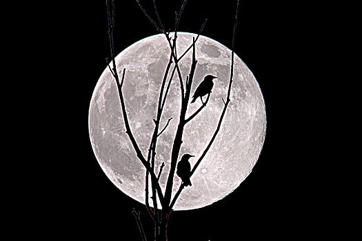 剪影,两只鸟,枝头,正面,满月