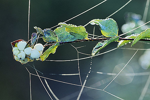 蜘蛛网,露珠,细枝,半岛,温哥华岛,不列颠哥伦比亚省,加拿大