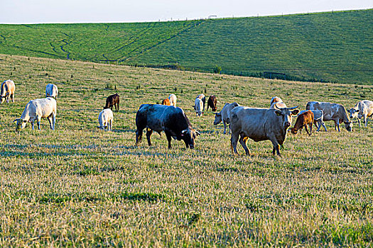 牧群,母牛,夏天,绿色,地点