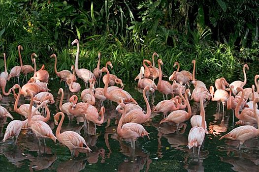 大红鹳,火烈鸟,成群,涉水,浅水,加勒比海,区域,加拉帕戈斯群岛,厄瓜多尔