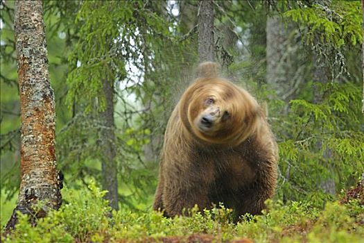棕熊,抖动,湿,毛皮,芬兰