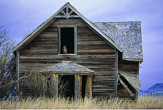 大雕鸮,窗户,家园,艾伯塔省,加拿大