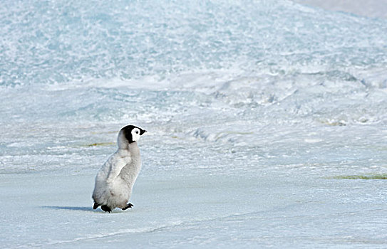 南极,威德尔海,雪丘岛,帝企鹅,一个,幼禽,走,冰