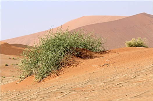 适旱性,植物,沙,纳米布沙漠