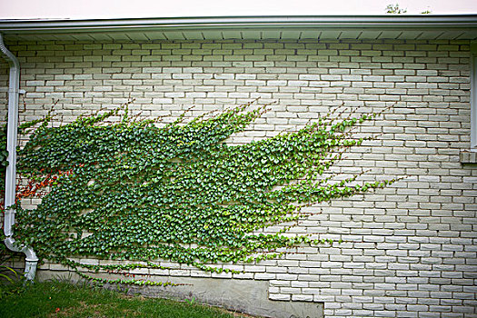 常春藤,砖墙,安大略省,加拿大