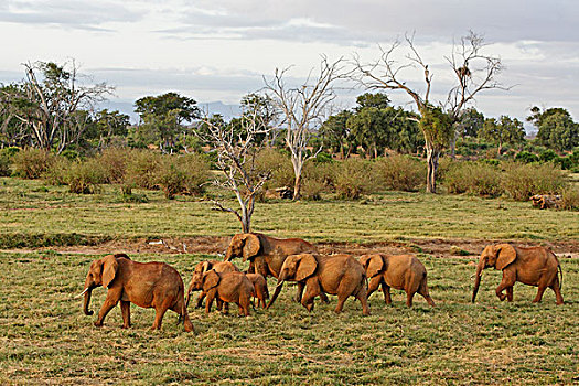 非洲象,牧群,东察沃国家公园,肯尼亚
