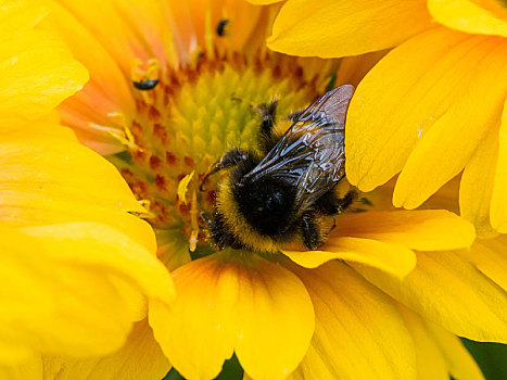 蜜蜂,黄色,雏菊,花