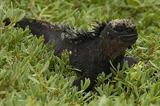 海鬣蜥,脆弱,圣克鲁斯岛,加拉帕戈斯群岛