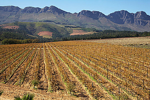 风景,葡萄种植,葡萄酒厂,南非