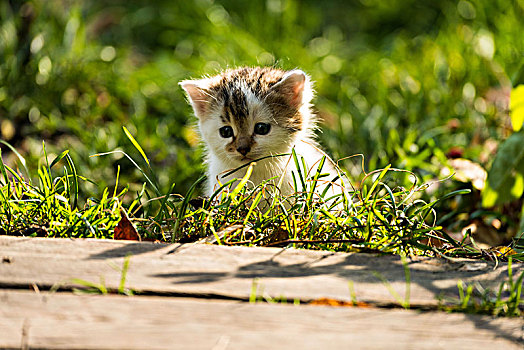 小猫,草