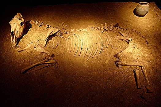 骨骼,马,博物馆,莱茵兰普法尔茨州,科布伦茨,德国,欧洲