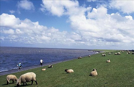 绵羊,羊群,哺乳动物,宠物,农业,海堤,堤岸,北海,德国,欧洲,牲畜,农事,动物
