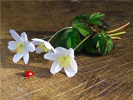 野外,白色,银莲花,瓢虫