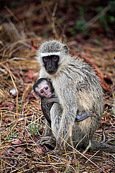 长尾黑颚猴,黑长尾猴,猴子,女性,成年,吸吮,年轻,克鲁格国家公园,南非,非洲
