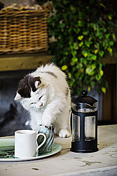 猫,花园桌,放,爪子,奶壶,咖啡
