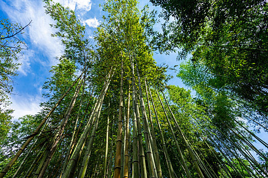 日本京都嵯峨野岚山竹林风光