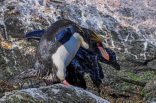 南极南乔治亚群岛麦哲伦企鹅