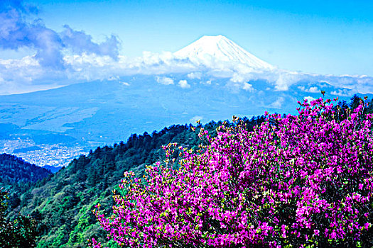 花,山,富士山