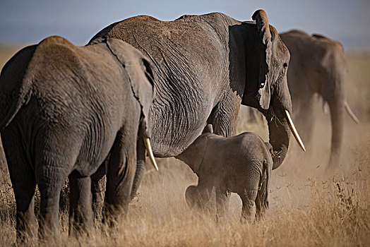 非洲大象098