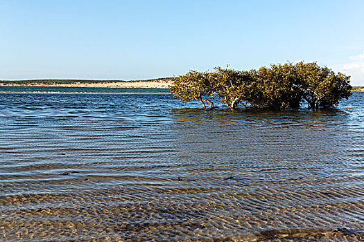 红树,鲨鱼湾,西澳大利亚,澳大利亚