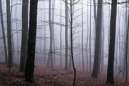 雾,薄雾,树林,空,球座,混交林,奥登瓦尔德,德国,欧洲