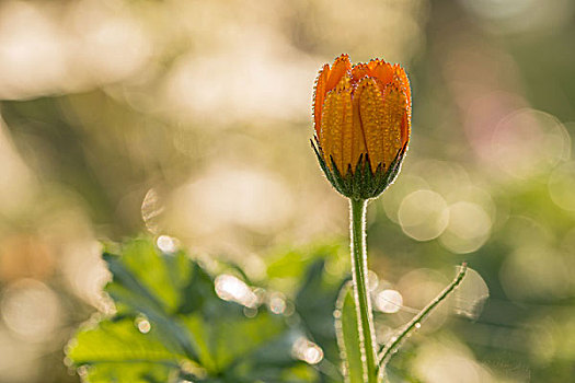 露珠,花瓣,万寿菊,花,背景