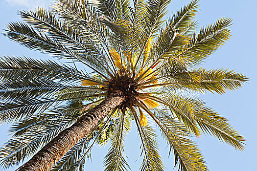 棕榈树,马若雷尔花园,玛拉喀什,区域,摩洛哥