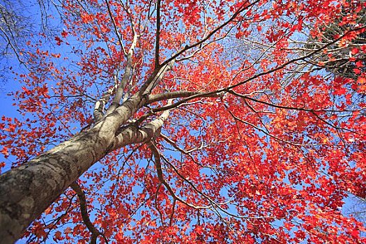 秋天,树