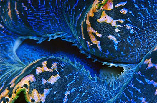 巨蛤,特写,脚,深,巴布亚新几内亚
