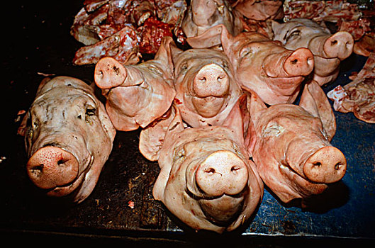 猪,头部,销售,市场,收获,柬埔寨,东南亚