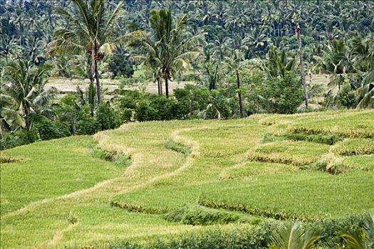 稻米梯田,印度尼西亚,亚洲