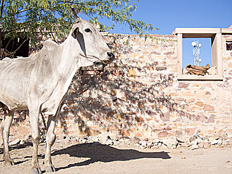 母牛,石墙,通信塔,背景,拉贾斯坦邦,印度