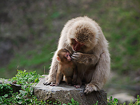 日本猕猴,雪猴,母亲,接触,幼兽,日本