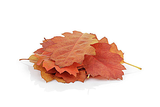 红栎,秋叶,隔绝,白色背景,背景