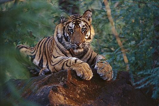 孟加拉虎,虎,幼小,躺着,石头,班德哈维夫国家公园,印度
