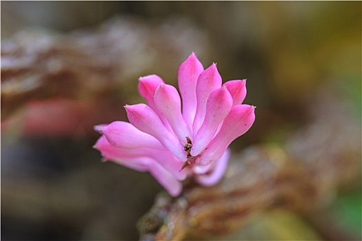 牙刷,兰花,石槲兰